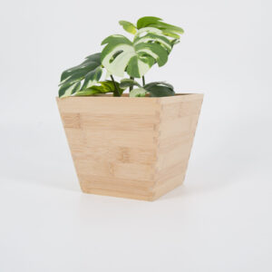 Vaso In Legno Chiaro - 10 Pezzi