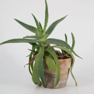Vaso In Terracotta - 1 Pezzo