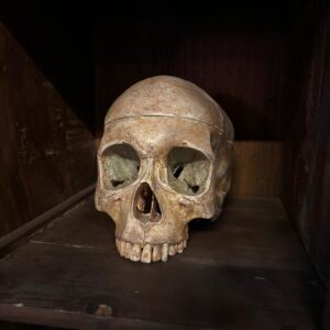 Teschio umano realistico con finitura anticata, posizionato su una mensola di legno scuro, ideale come oggetto di scena.
