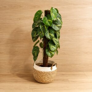 Pianta artificiale di Pothos con foglie variegate verdi e gialle, su tutore in fibra di cocco, contenuta in un cesto intrecciato bicolore.