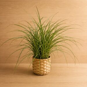 Pianta ornamentale con foglie verdi lunghe e sottili, contenuta in un vaso di vimini intrecciato di colore naturale, su sfondo di legno chiaro.