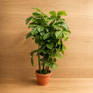 Pianta artificiale con foglie verdi lucide e fusti multipli, in vaso terracotta, su sfondo e pavimento in legno chiaro.