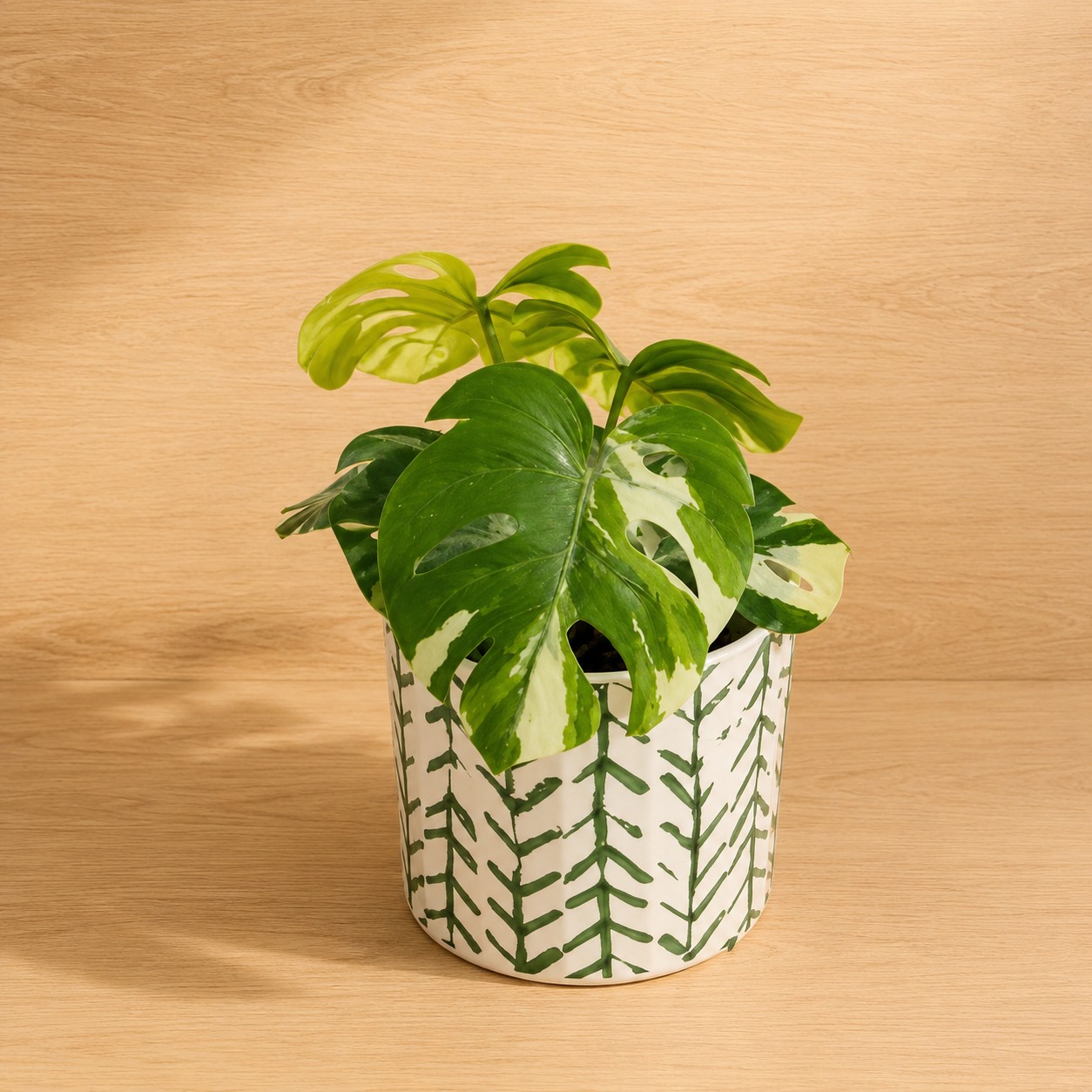Monstera variegata artificiale con foglie verdi e bianche in un vaso di ceramica bianca con motivo geometrico verde, su sfondo di legno chiaro.