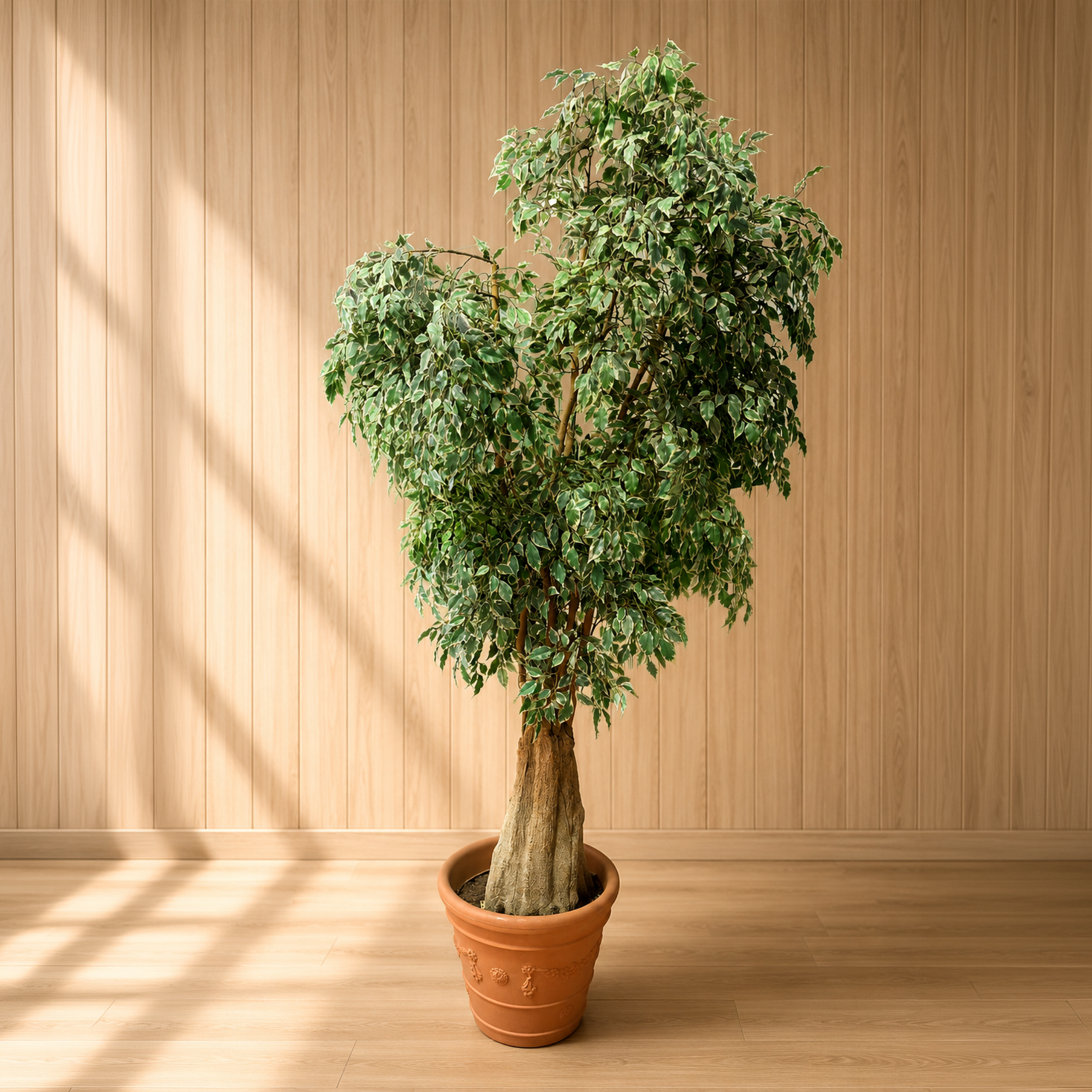 Ficus artificiale variato con foglie verdi e bianche in un vaso di terracotta, posizionato su un pavimento in legno chiaro.